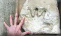 Ancient Handprint