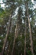 UFO between the Pine Trees